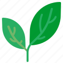 leaf, leaves, tree, plant, nature, ecology, and, environment