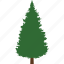 christmas, evergreen, nature, park, pine, pinetree, tree 