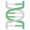 dna, chromosome, genetic, gene, biology