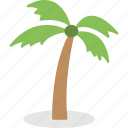 coconut tree, island tree, palm tree, tree, tropical tree 