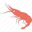 marine creature, prawn, sea life, seafood, shrimp