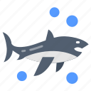 shark, fish, attack, sea, animal, aquatic, creature
