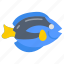 blue, tang, dory, fish, aquarium, aquatic 