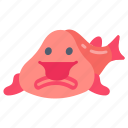 blobfish, fish, ugliest, animal, predator