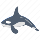 orca, whale, blue, killer, species