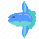sunfish, head, fish, mola, ocean