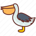 pelican, bird, water, long, beak, large, throat