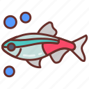 neon, tetra, tiny, fish, tetras, goldfish, finfish