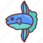 sunfish, head, fish, mola, ocean 
