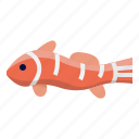 clownfish, animal, fish, sea, ocean, aquatic