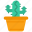 cactus, workplace, plant, succulent 