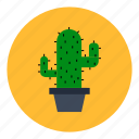 cactus, decoration, flower, flowerpot, office, plant, room