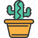 cactus, workplace, plant, succulent