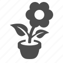 flower, plant, pot, potted, ecology 