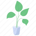 indoor plant, succulent, plant, potted plant, plant vase
