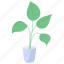 indoor plant, succulent, plant, potted plant, plant vase 