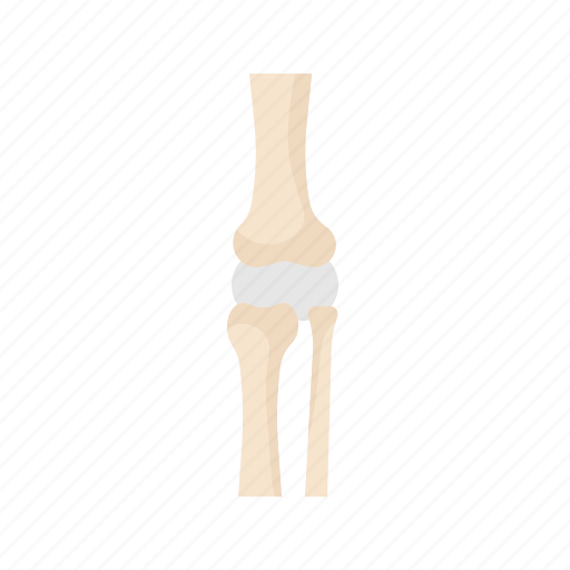 Knee, bone, joint, skeleton, orthopedics, orthopedic, medical icon - Download on Iconfinder