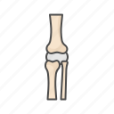 knee, bone, joint, skeleton, orthopedics, orthopedic, medical