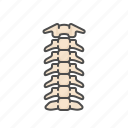 neck, cervical, region, skeleton, bone, joint, orthopedics, orthopedic, medical