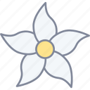 jasmine, flower, blossom, nature 