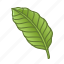 leaf, palm, nature, tropical, tropic, leaves, green 
