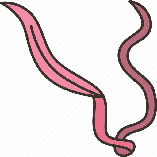 Whipworm, trichuriasis, parasite, intestinal, infection icon - Download on Iconfinder