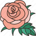 rose, floral, aroma, fragrance, natural