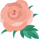 rose, floral, aroma, fragrance, natural