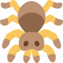 spider, tarantula, arachnid, exotic, animal