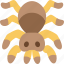 spider, tarantula, arachnid, exotic, animal 