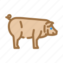 iberico, pig, breed, pork, farm, animal