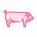 landrace, pig, breed, pork, farm, animal