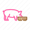 pig, feeding, farm, pork, animal, piglet
