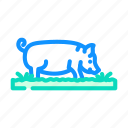 pig, field, animal, pork, farm, piglet