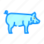 yorkshire, pig, breed, pork, farm, animal 