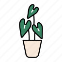 alocasia frydek, indoor, garden, plant, environment, houseplant, tropical