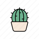 cactus, garden, plant, environment, houseplant, prickly, cactaceae 