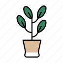 rubber plant, garden, plant, environment, houseplant, ficus, tropical