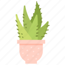 cactus, exotic, plant, flora
