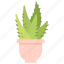 cactus, exotic, plant, flora 