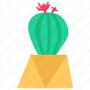 cactus, exotic, plant, cacti