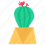 cactus, exotic, plant, cacti 
