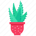 cactus, exotic, plant, succulent