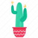 cactus, exotic, prickly, plant
