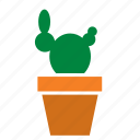 cactus, decoration, garden, nature, plant, pot