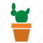cactus, decoration, garden, nature, plant, pot 