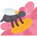 honeybee, pollen, pollinator, flower, blossom