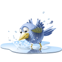 animal, bird, pool, tweet, water