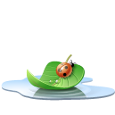 Animal, insect, ladybird, leaf, pool, water icon - Free download