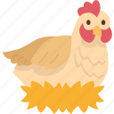 hen, chicken, poultry, livestock, eggs